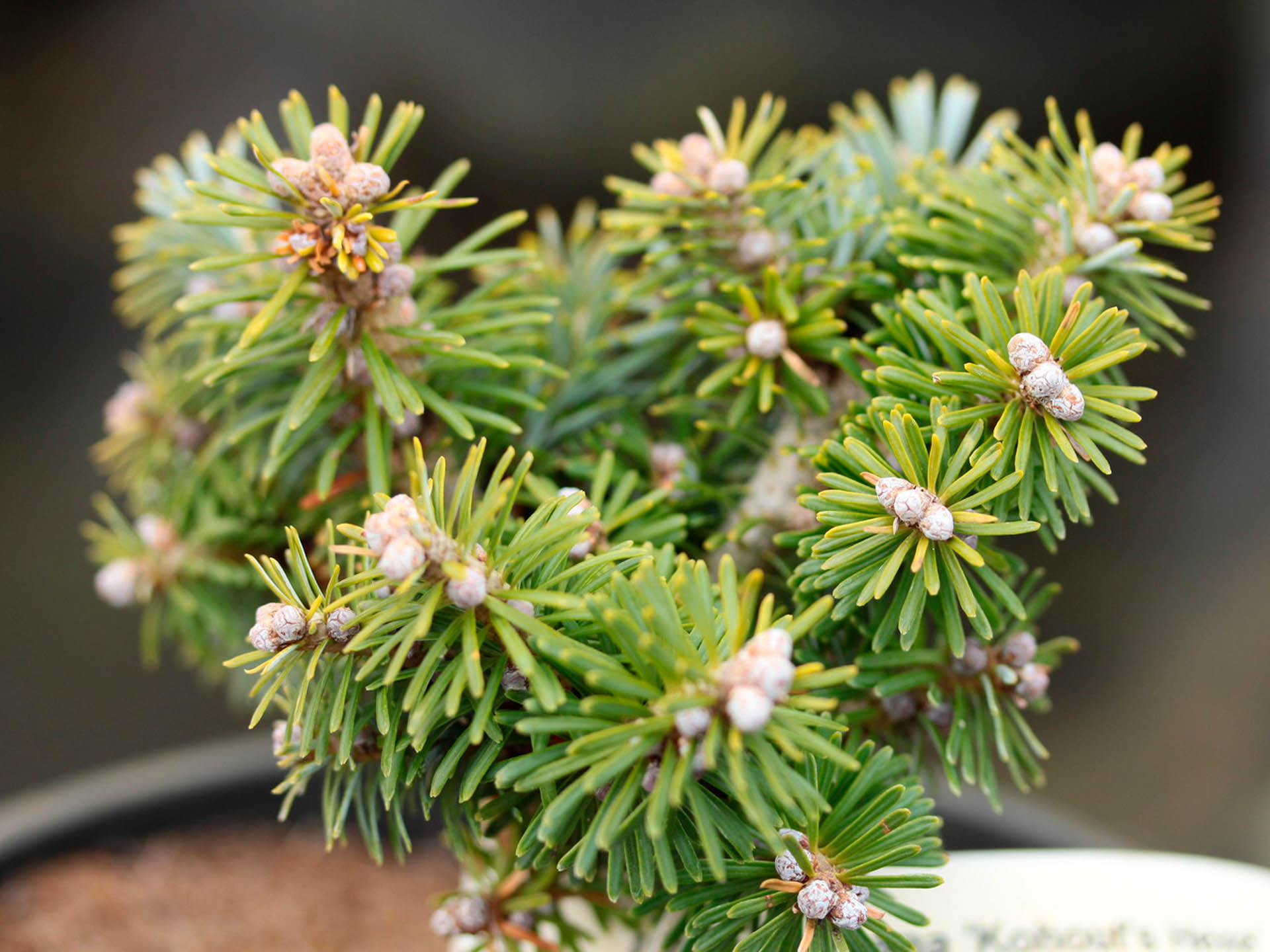 Abies koreana 